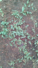 Convolvulus crenatifolius