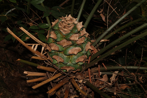 Image of Pineapple Zamia (Lepidozamia peroffskyana) by (c) Greg Tasney, some rights reserved (CC BY-SA)