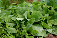 Brassica oleracea capitata
