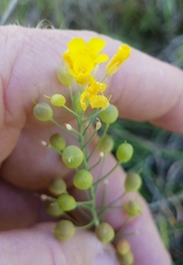 Physaria angustifolia