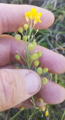 Physaria angustifolia