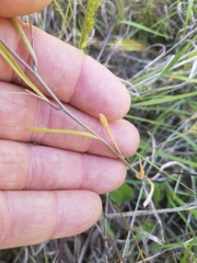 Physaria angustifolia