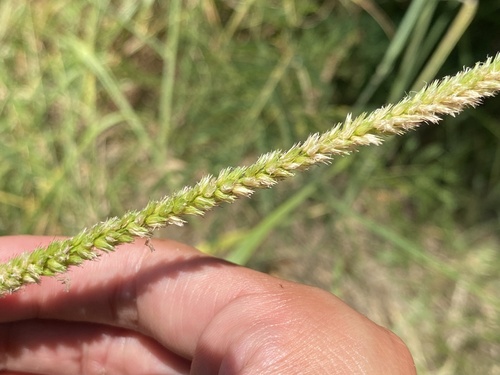 Cenchrus setigerus iNat (1)