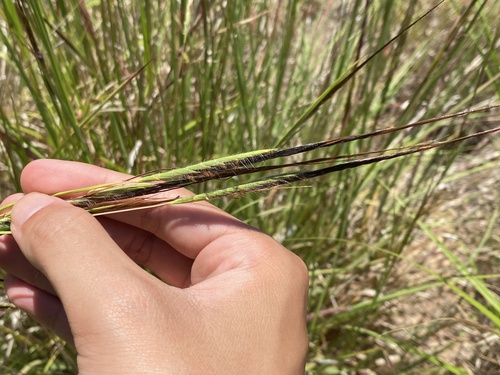 Heteropogon contortus observed 2024-06-08