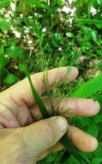 Festuca subverticillata