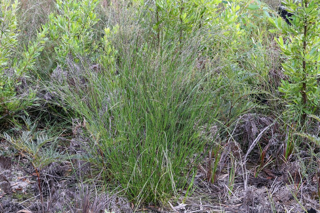 Thick Twist Rush from Longford VIC 3851, Australia on June 4, 2024 at ...