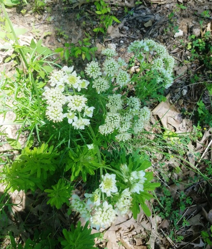 Hymenopappus scabiosaeus var. scabiosaeus