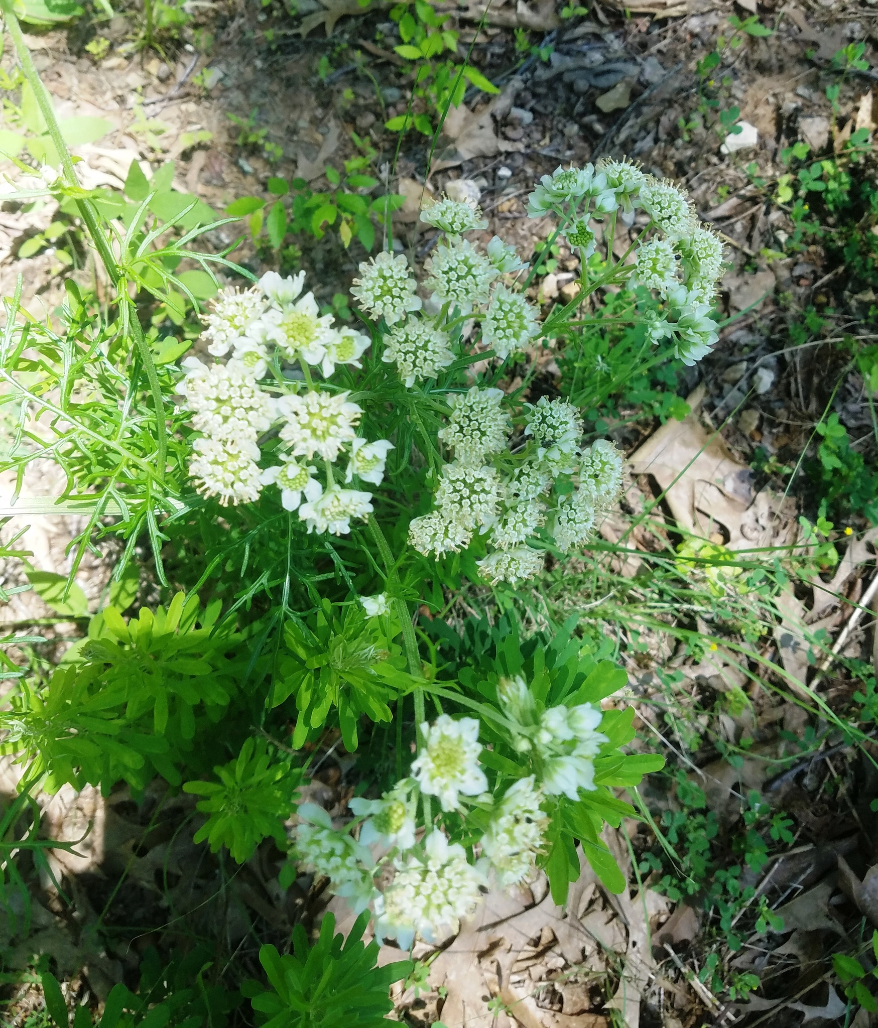 Hymenopappus scabiosaeus var. scabiosaeus