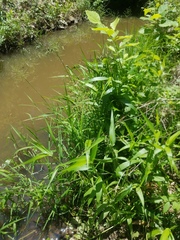 Dichanthelium scabriusculum