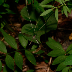 Brachypremna dispellens