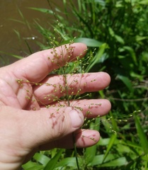 Dichanthelium scabriusculum