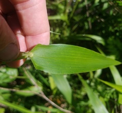 Dichanthelium scabriusculum