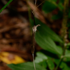 Brachypremna dispellens