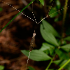 Brachypremna dispellens