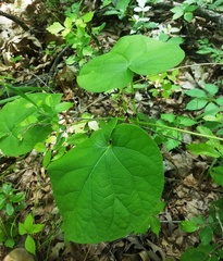 Matelea hirtelliflora