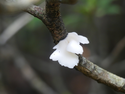 観察された菌類