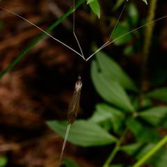 Brachypremna dispellens