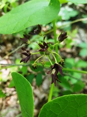 Matelea hirtelliflora