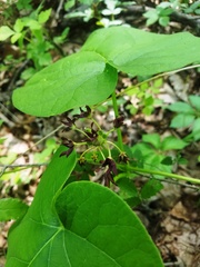 Matelea hirtelliflora