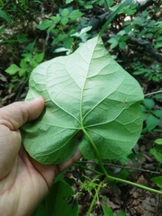 Matelea hirtelliflora