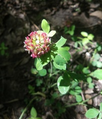 Trifolium reflexum