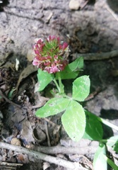 Trifolium reflexum
