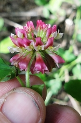 Trifolium reflexum