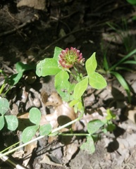 Trifolium reflexum