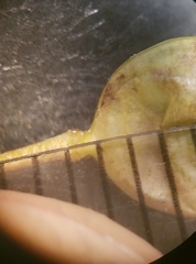 Physaria angustifolia