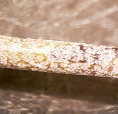 Physaria angustifolia