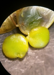 Physaria angustifolia