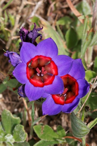 Babiana rubrocyanea