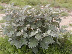 Solanum pseudolulo