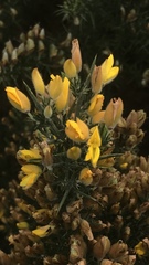Ulex europaeus