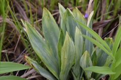 Eryngium yuccifolium