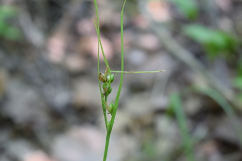 Carex phyllostachys