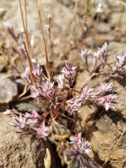 Polygonum bidwelliae