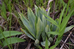 Eryngium yuccifolium