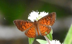 Parvospila lucianus