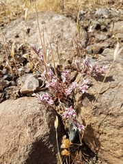 Polygonum bidwelliae