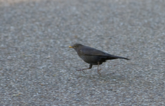 Turdus merula