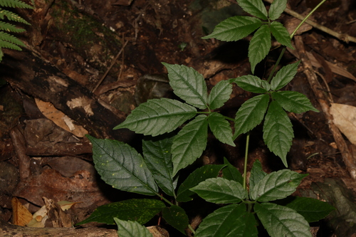 Image of Soft Water Vine (Causonis eurynema) by (c) Greg Tasney, some rights reserved (CC BY-SA)
