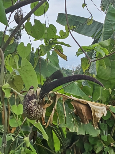 Image of Aristolochia ringens by no rights reserved