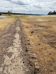Polygonum bidwelliae