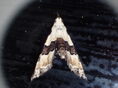Nigetia formosalis