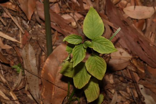 Image of Deeringia amaranthoides by (c) Greg Tasney, some rights reserved (CC BY-SA)