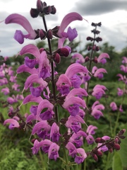 Salvia