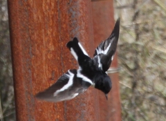 Hooded Robin photo 4