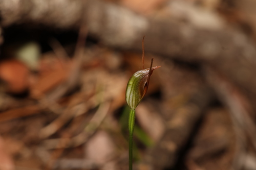 Image of Pterostylis erecta by (c) Greg Tasney, some rights reserved (CC BY-SA)