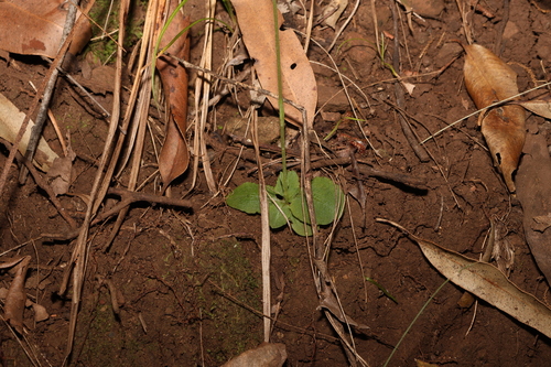 Image of Pterostylis erecta by (c) Greg Tasney, some rights reserved (CC BY-SA)